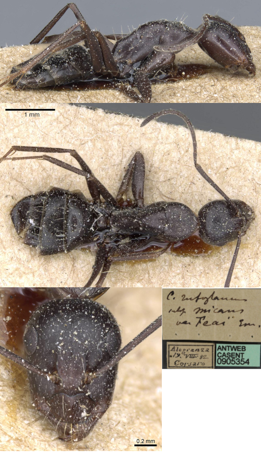 {Camponotus feae minor}