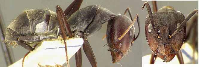 Camponotus rufoglaucus