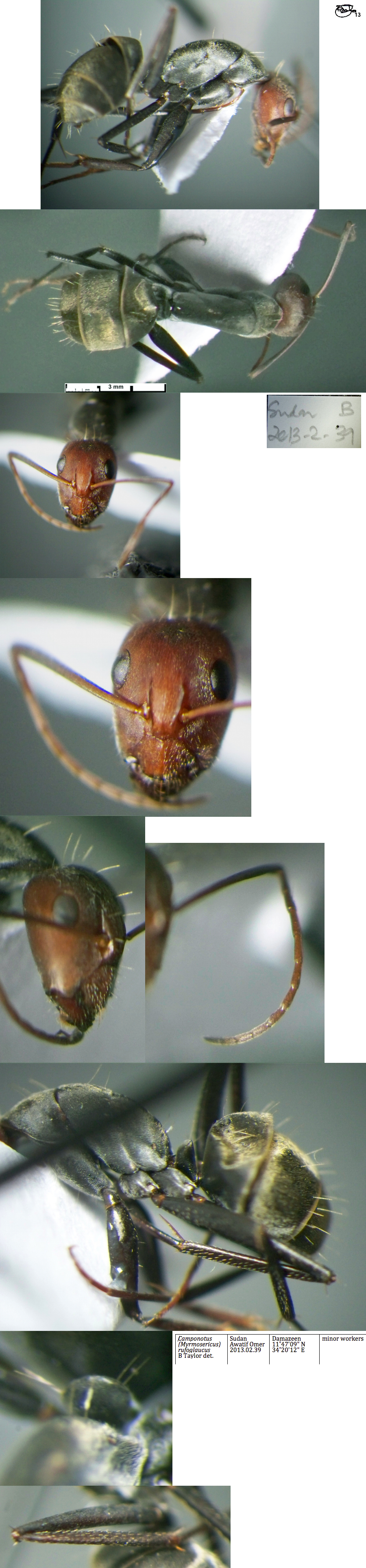 {Camponotus rufoglaucus minor}