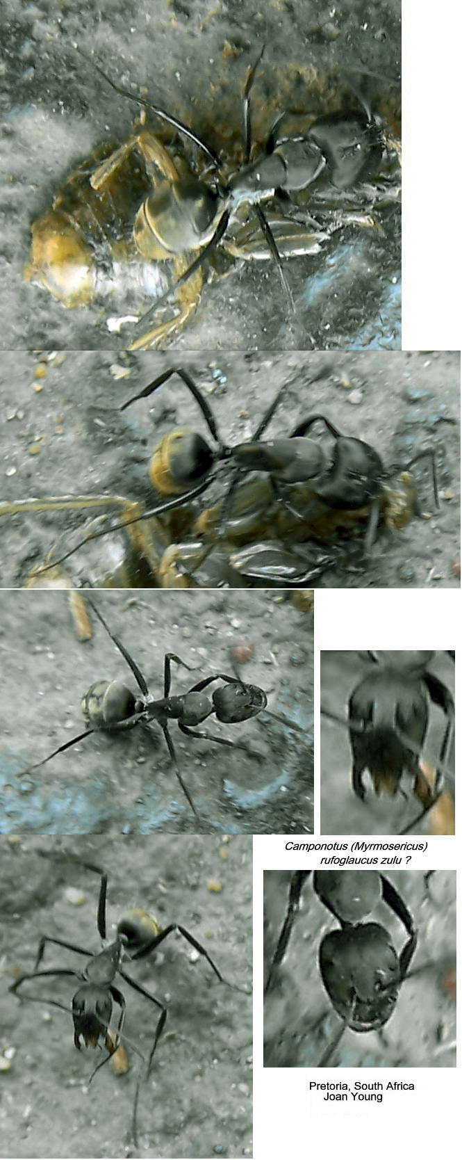 {Camponotus rufoglaucus}