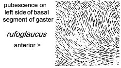 {rufoglaucus gastral pubescence}