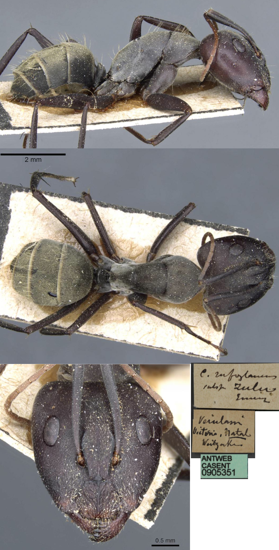 {Camponotus rufoglaucus zulu major}