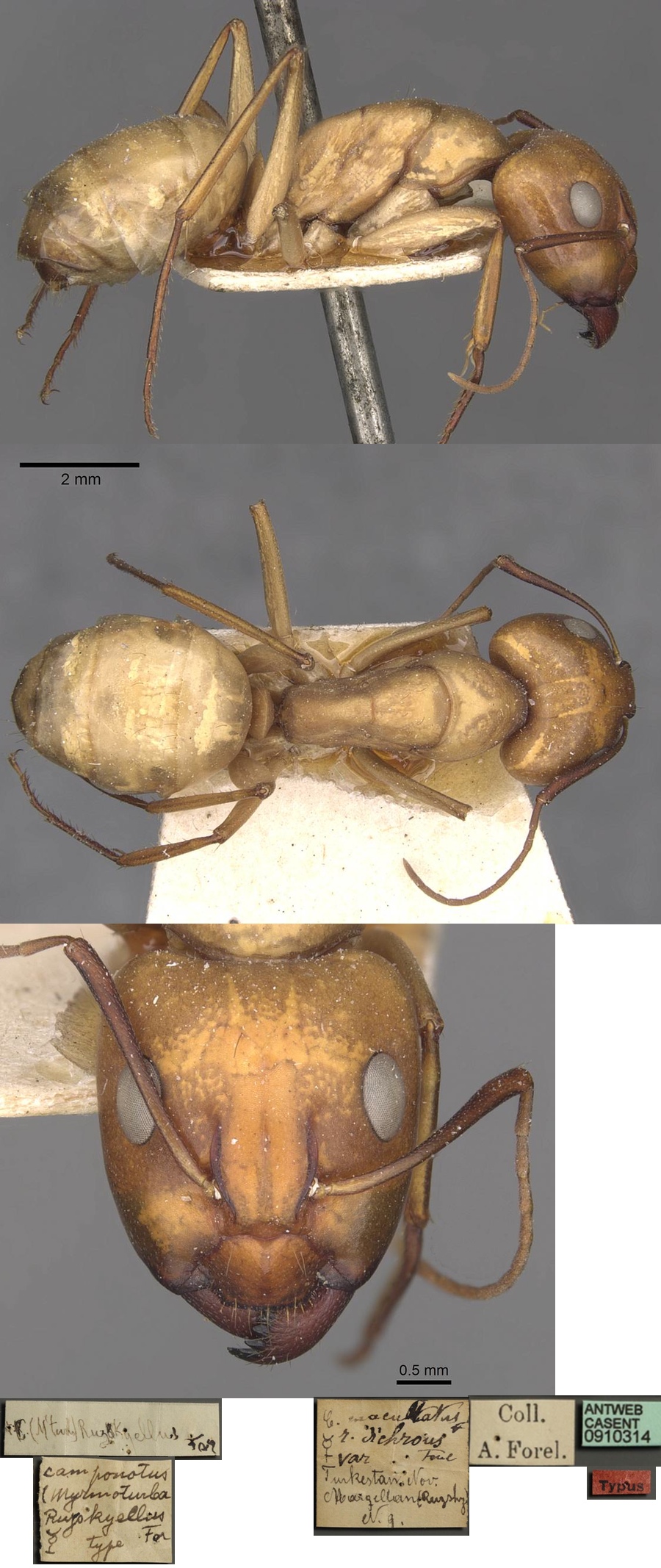 Camponotus ruzskyellus major