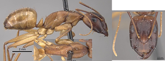 camponotus ruzskyellus ninivae minor