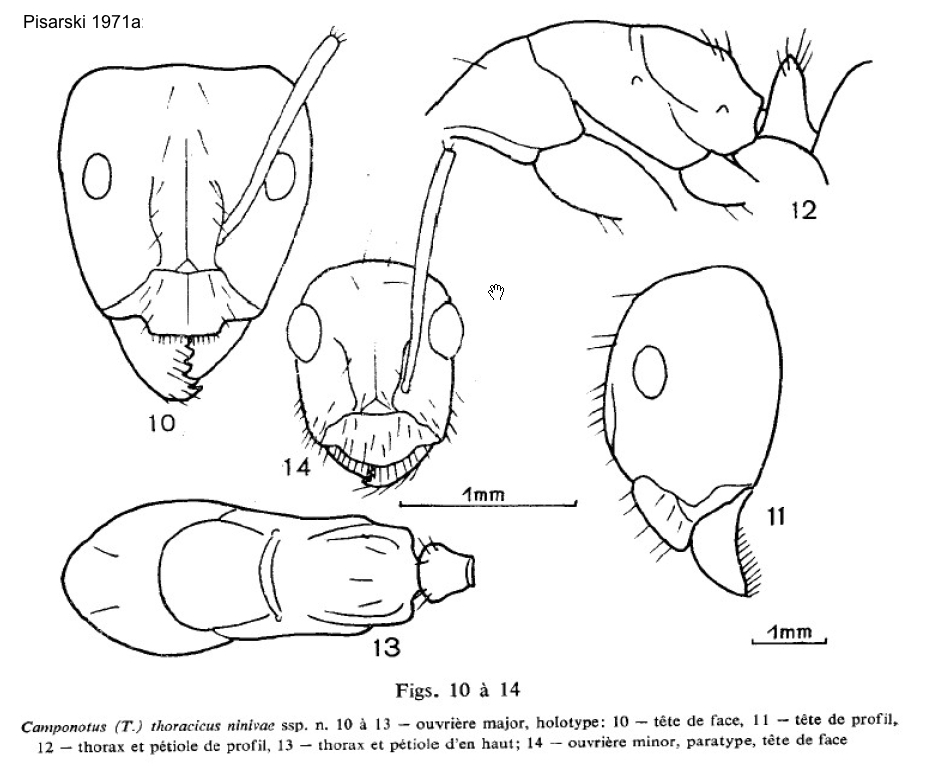 Camponotus ninivae