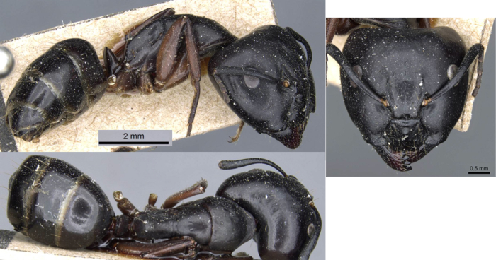 Camponotus sacchii