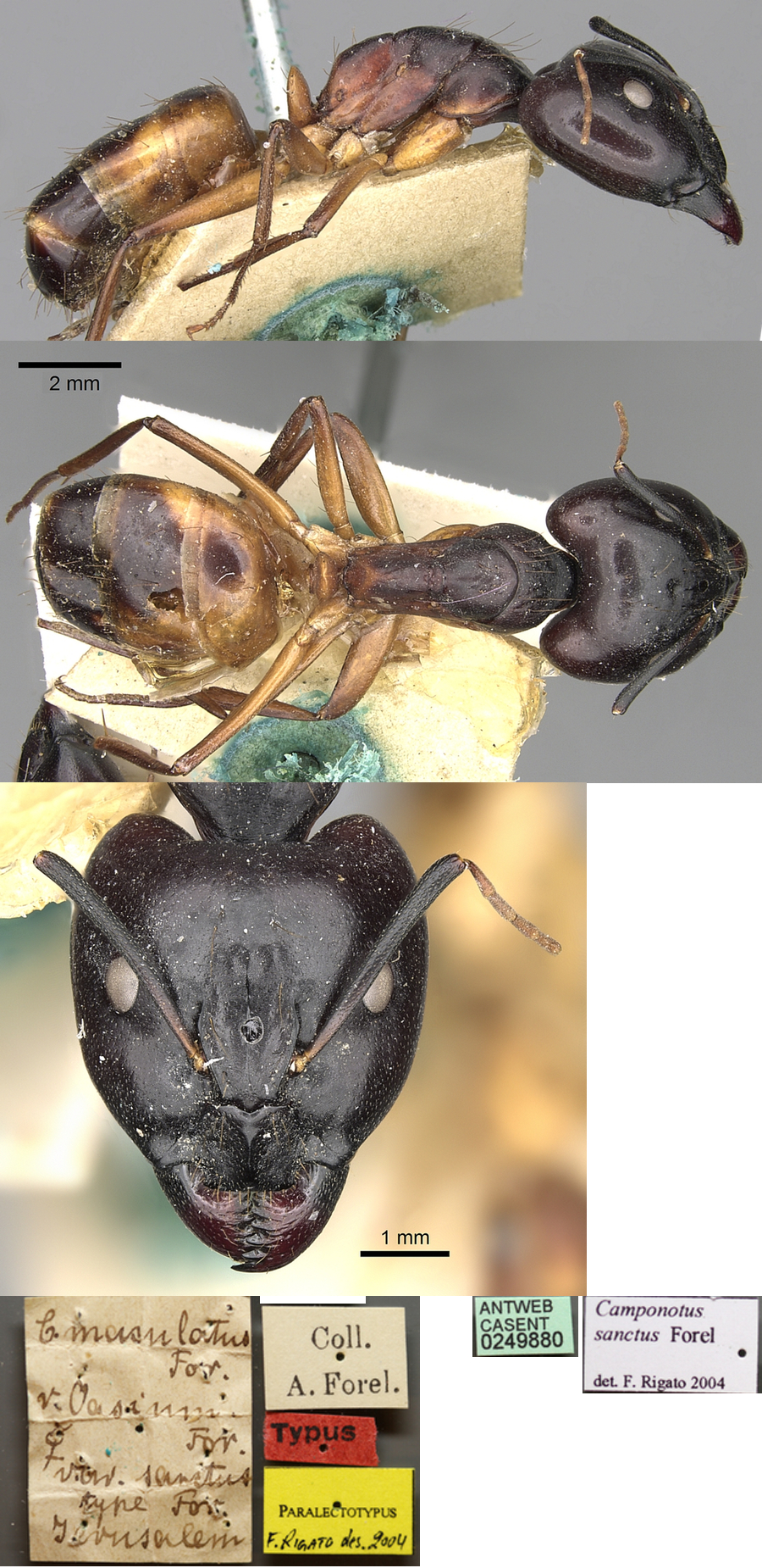 {Camponotus sanctus major}