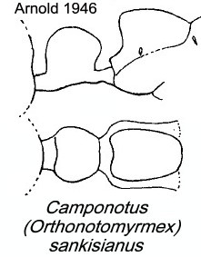 {Camponotus sankisianus}