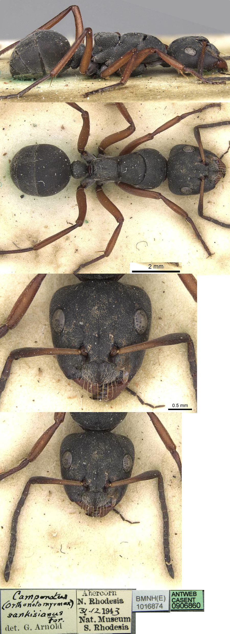 {Camponotus sankisianus minor}