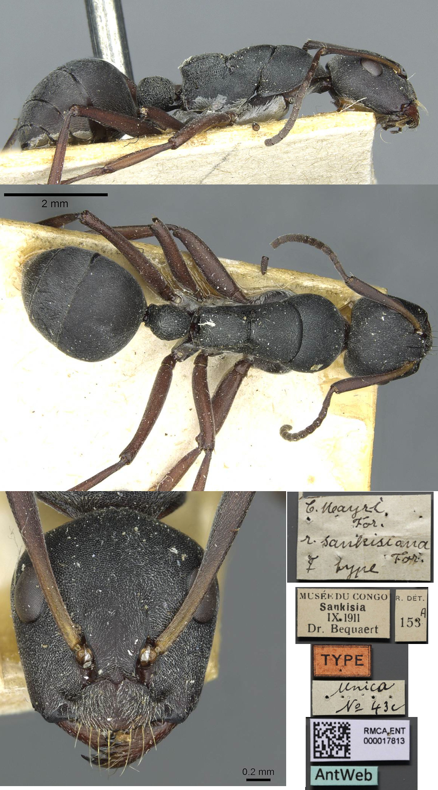 {Camponotus sankisianus minor}