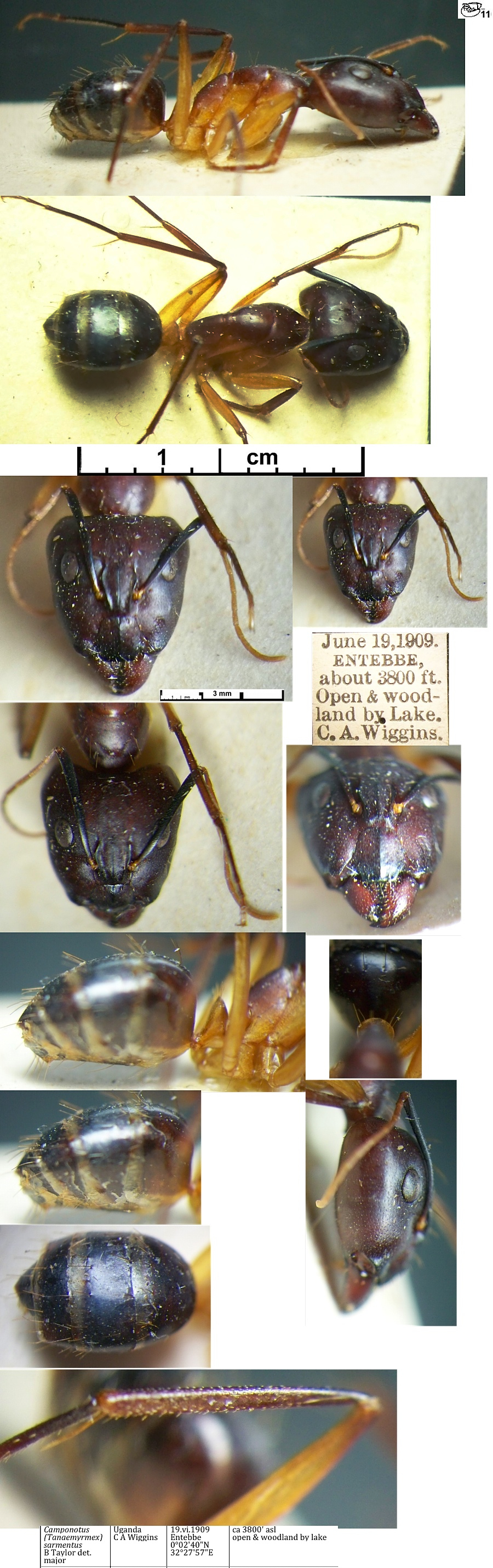 {Camponotus sarmentus major}