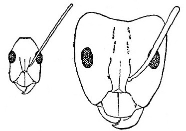 {Camponotus sarmentus}