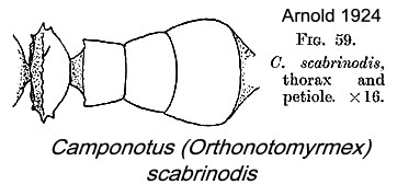 {Camponotus scabrinodis}