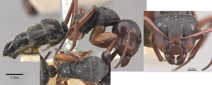 Camponotus scalaris major