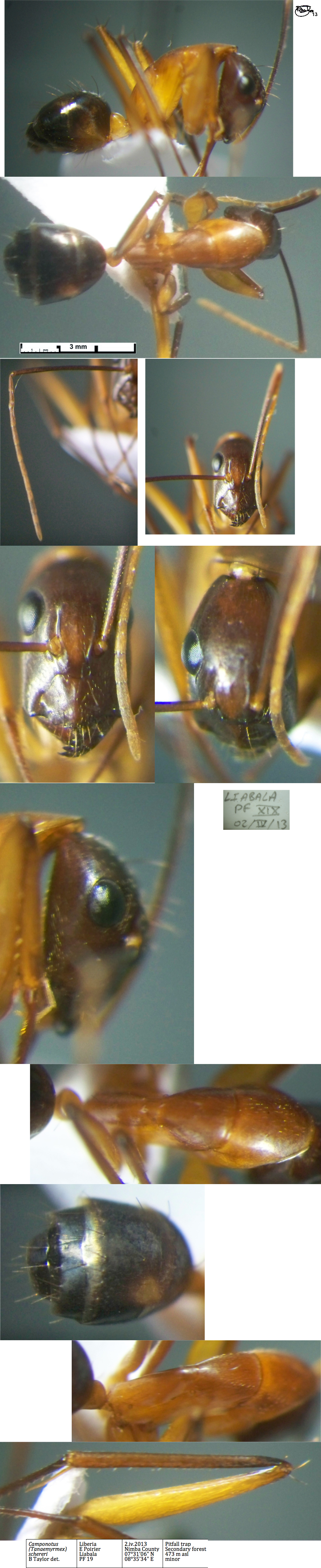 {Camponotus schereri minor}