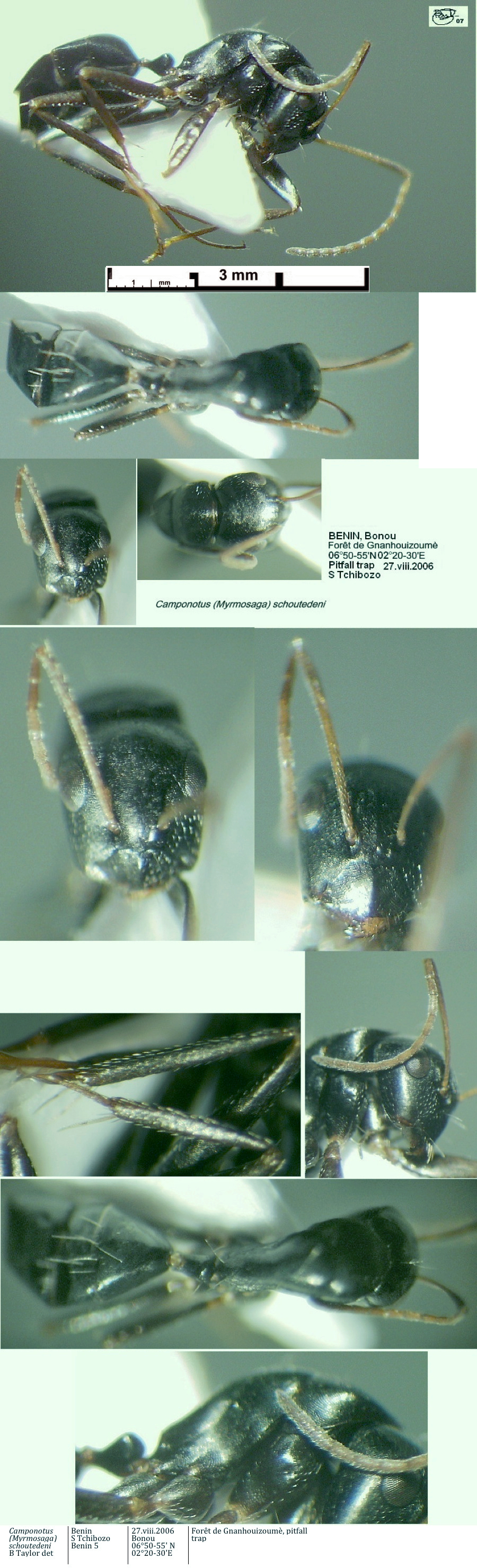 {Camponotus schoutedeni minor}