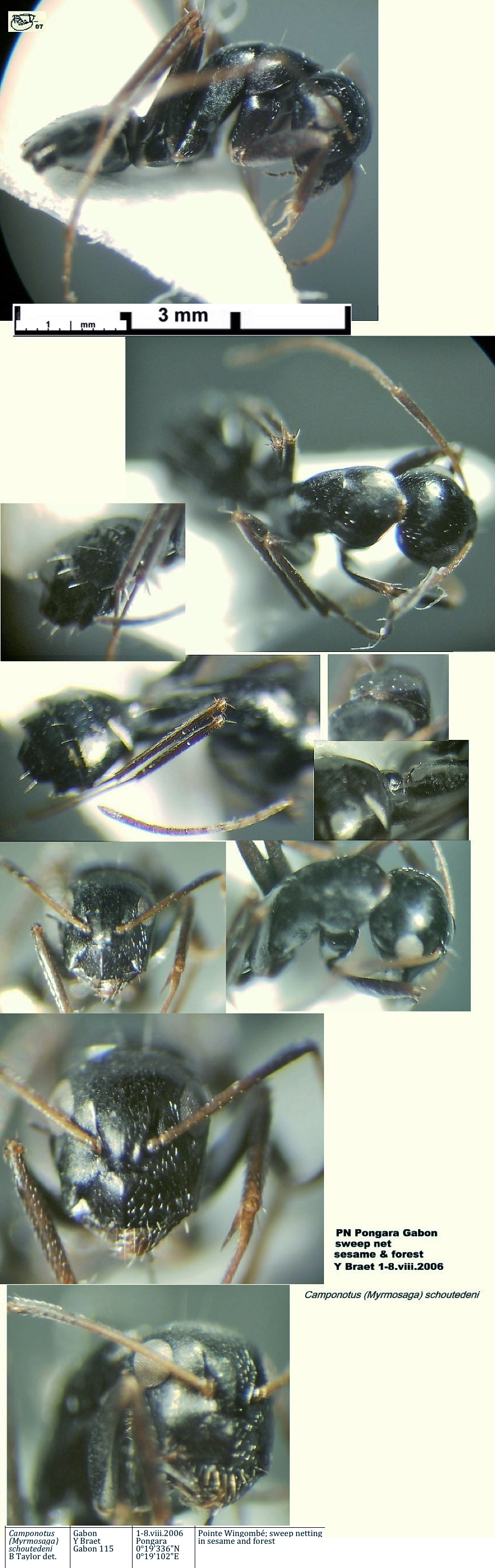 {Camponotus schoutedeni}