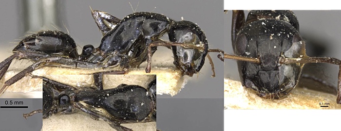 camponotus schoutedeni minor