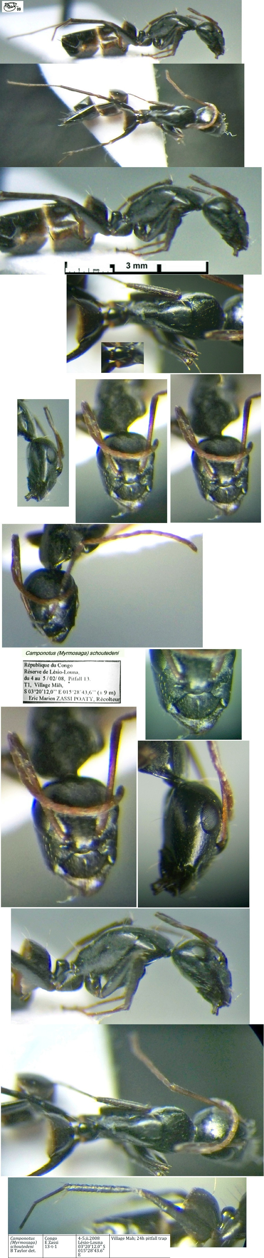 {Camponotus schoutedeni}