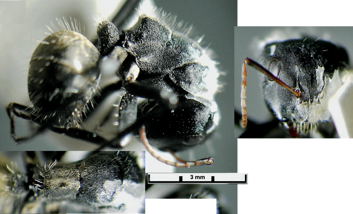 Camponotus sericeus major
