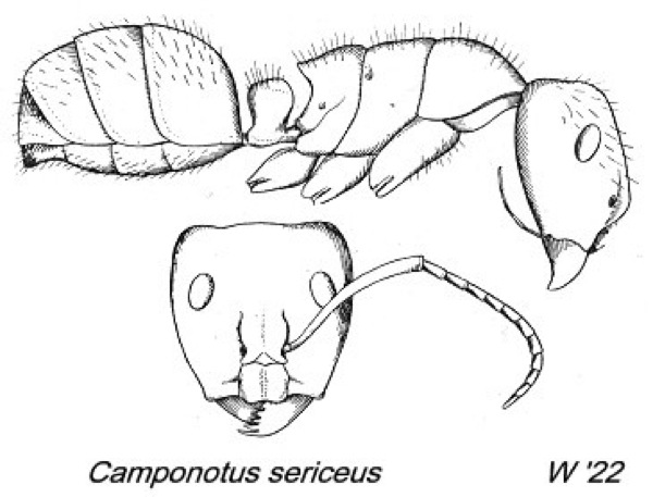 {Camponotus (Orthonotomyrmex) sericeus}