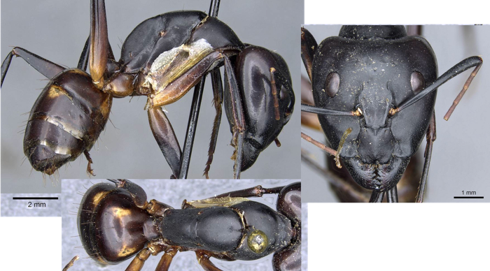 Camponotus sexpunctatus