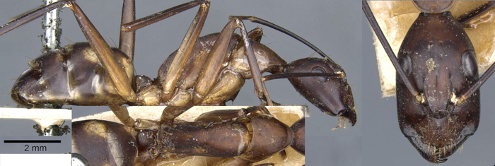 Camponotus sexpunctatus