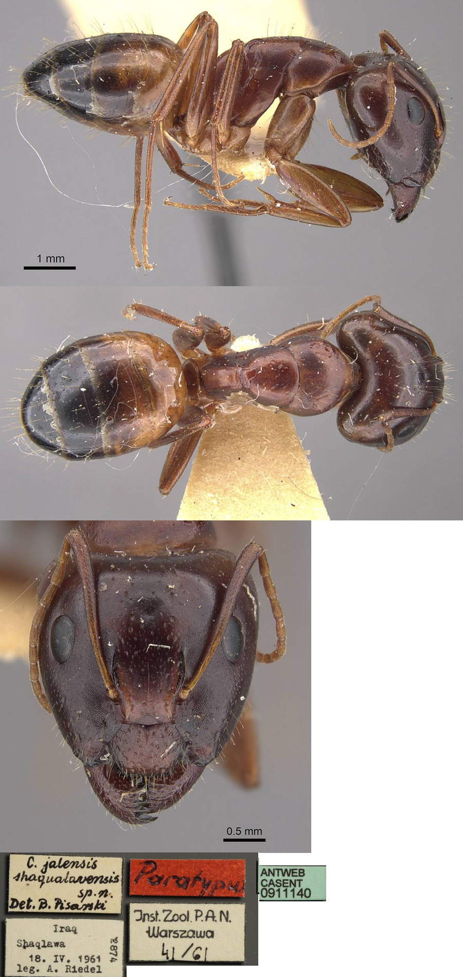 {Camponotus shaquavalensis}