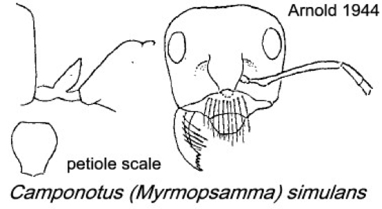 {Camponotus simulans}