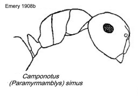 {Camponotus (Paramyrmamblys) simus}