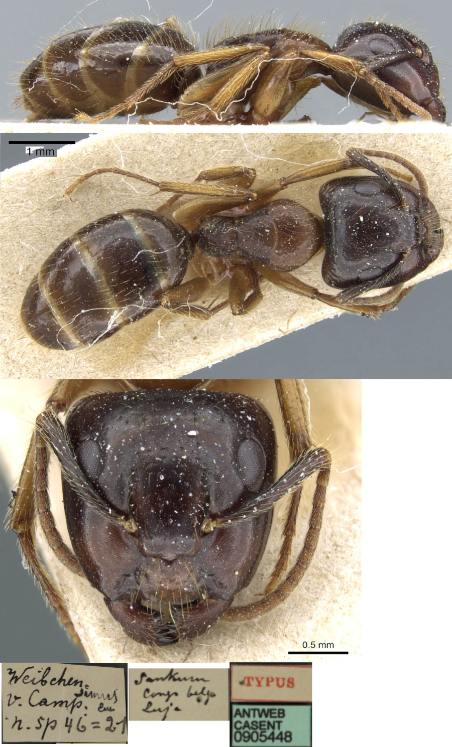 {Camponotus simus}