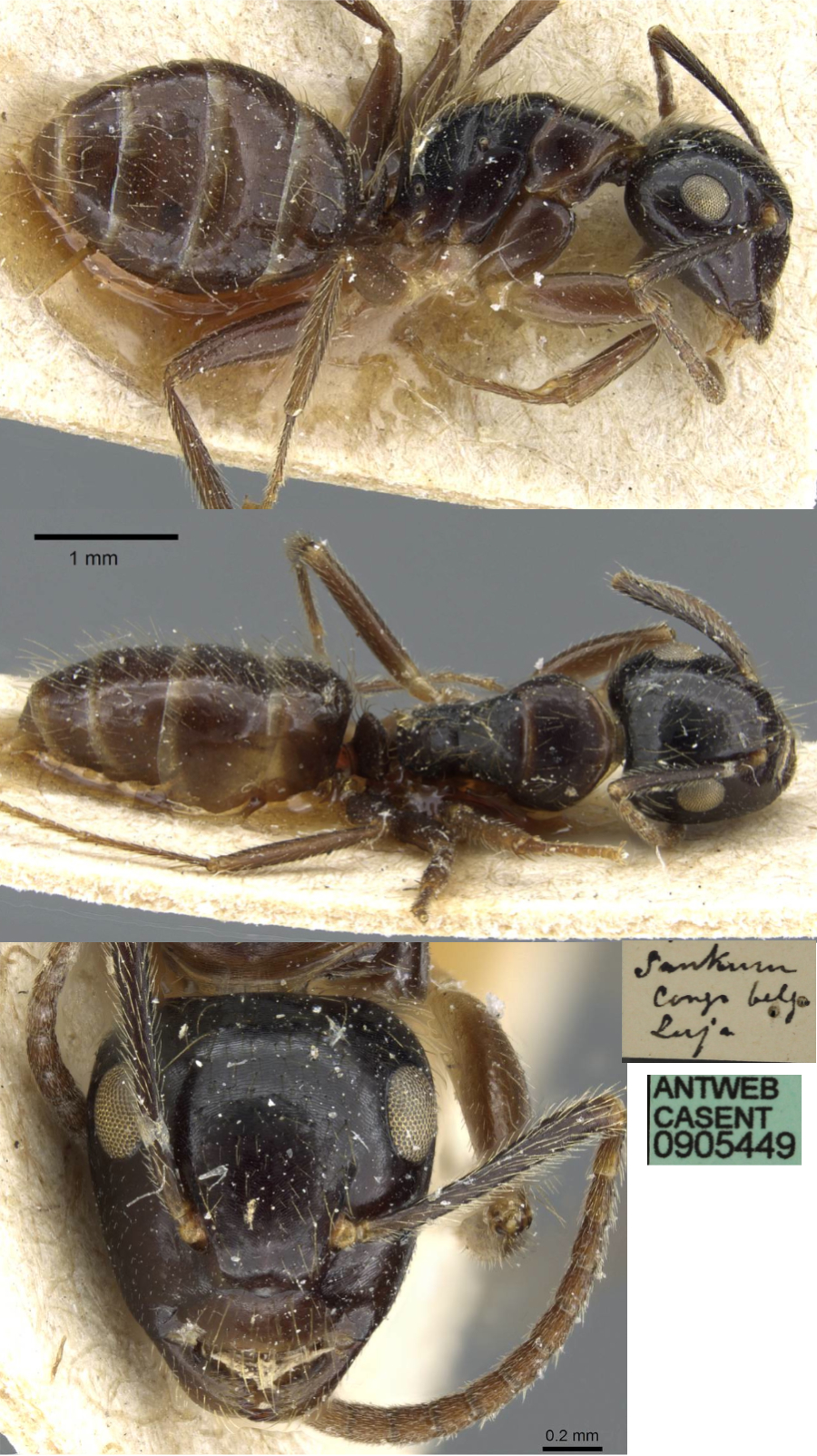 {Camponotus simus}