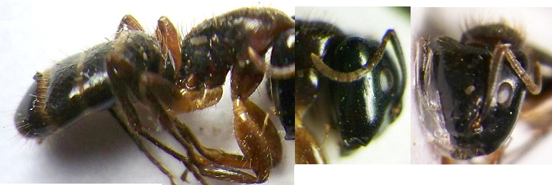 Camponotus (Paramyrmamblys) simus minor