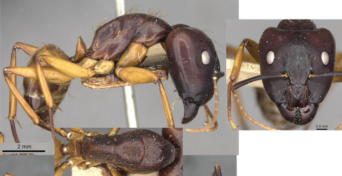 Camponotus solon major
