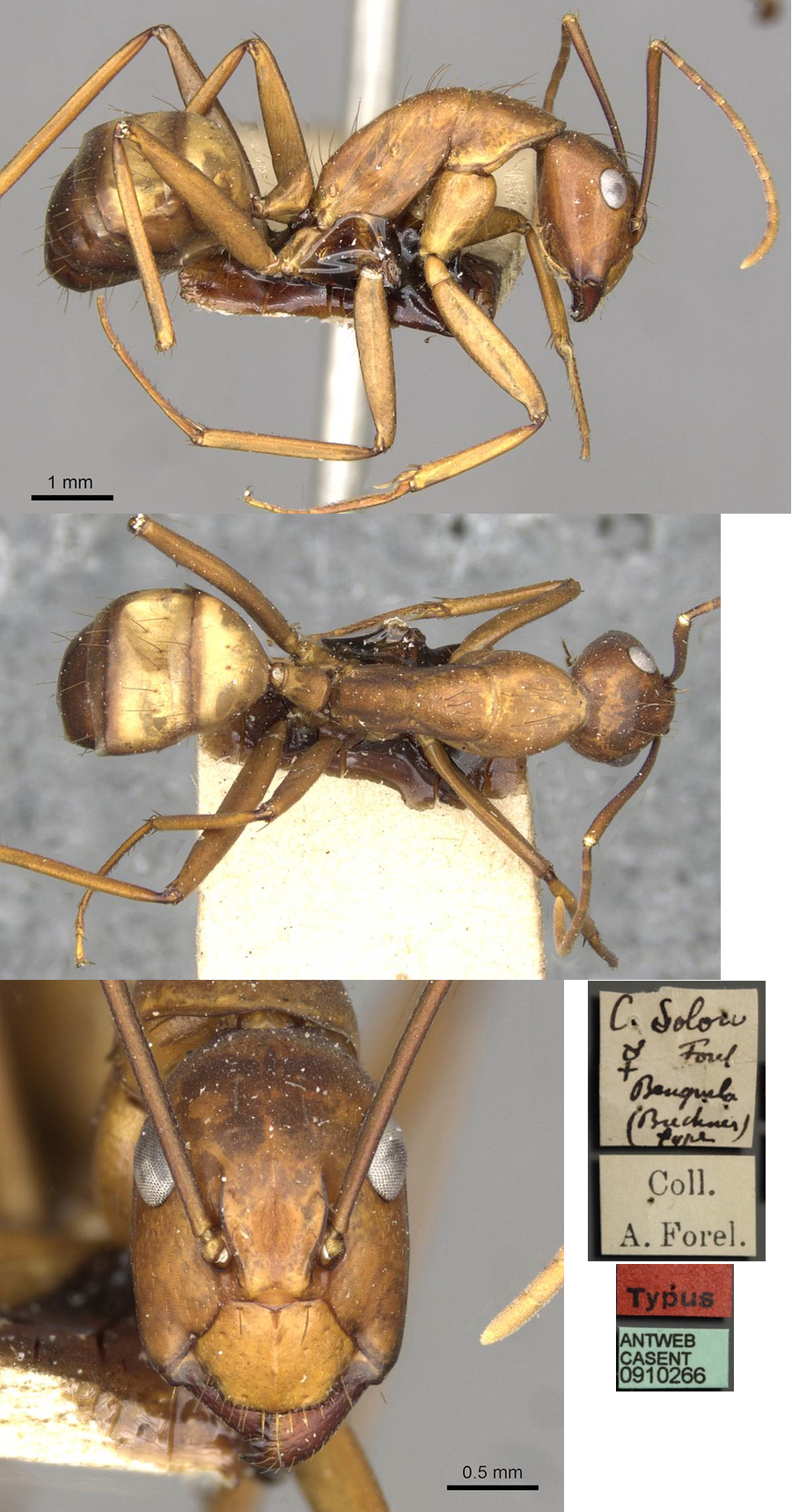 {Camponotus solon minor}