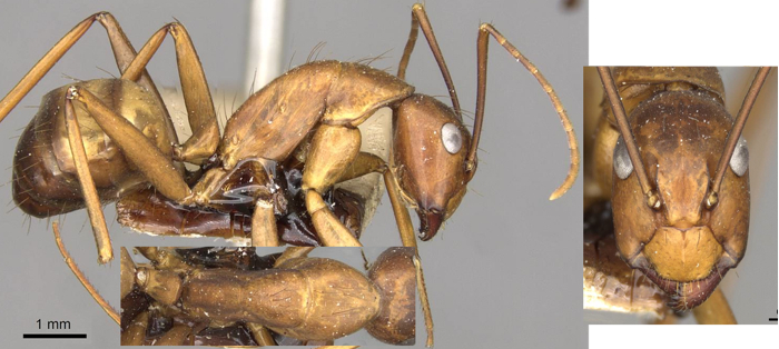 {Camponotus solon minor}