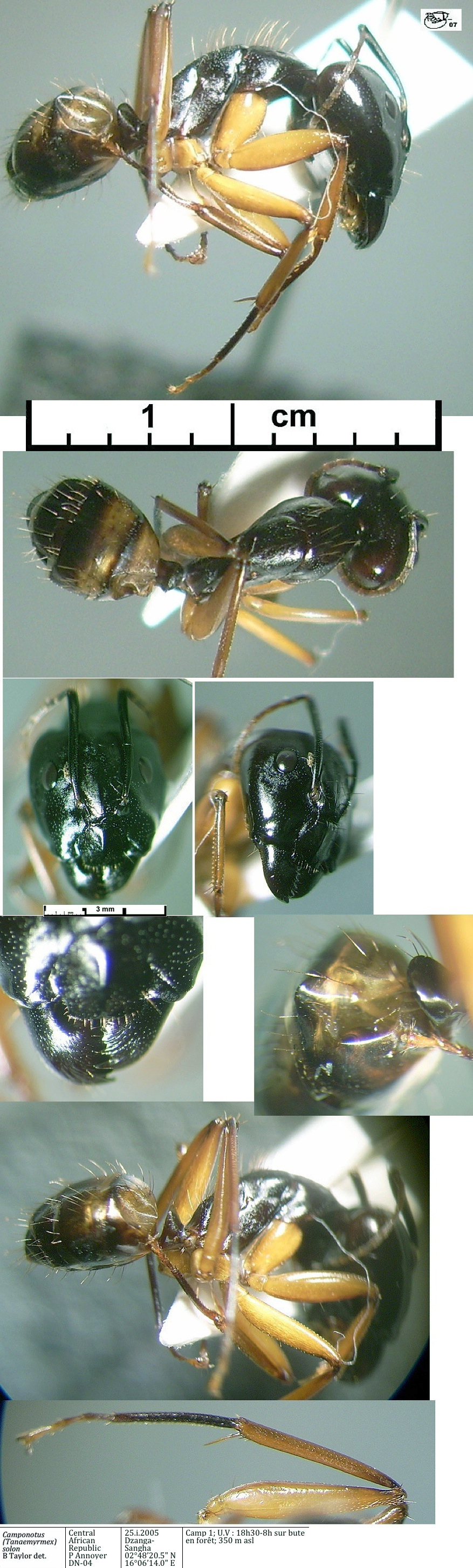 {Camponotus negus}