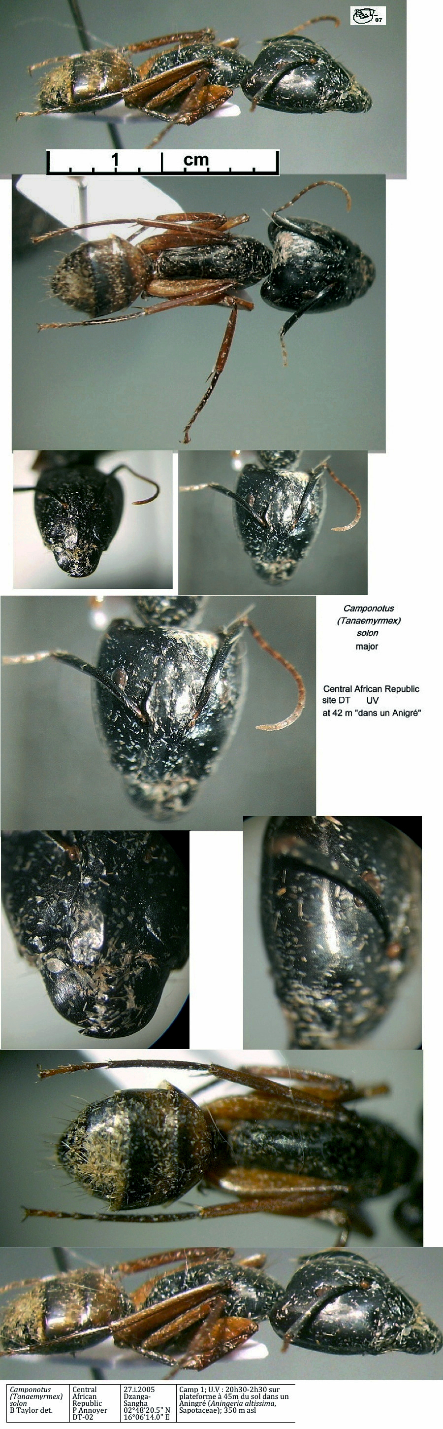 {Camponotus solon major}