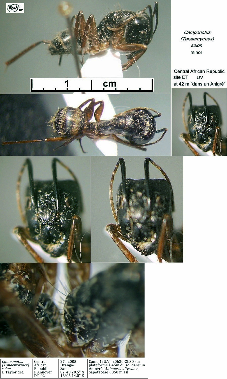 {Camponotus solon minor}