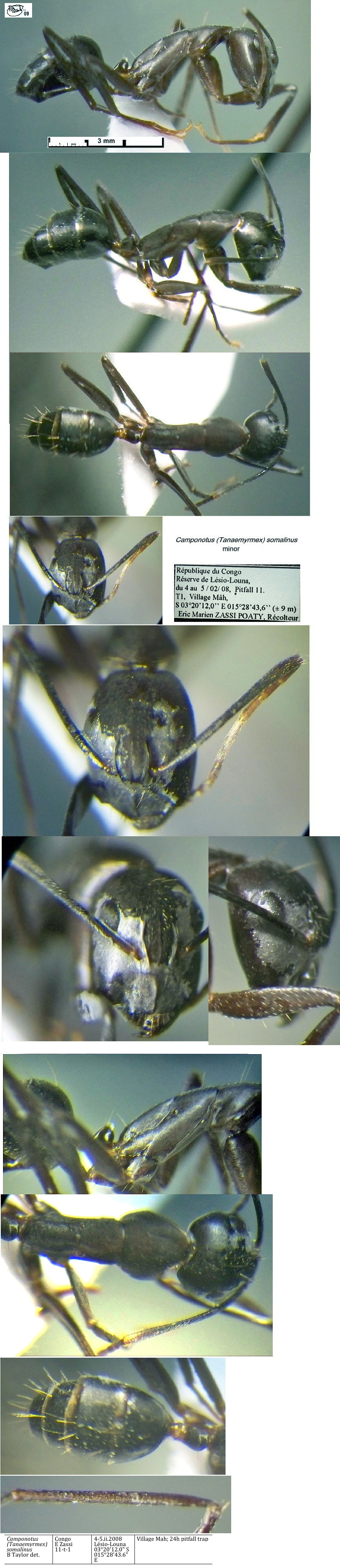 {Camponotus somalinus minor}