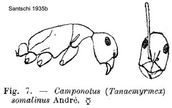 {Camponotus somalinus worker}