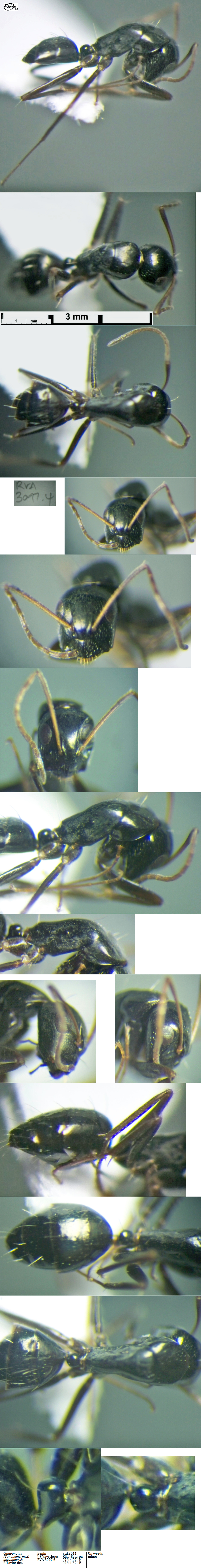 {Camponotus sp T2 major}