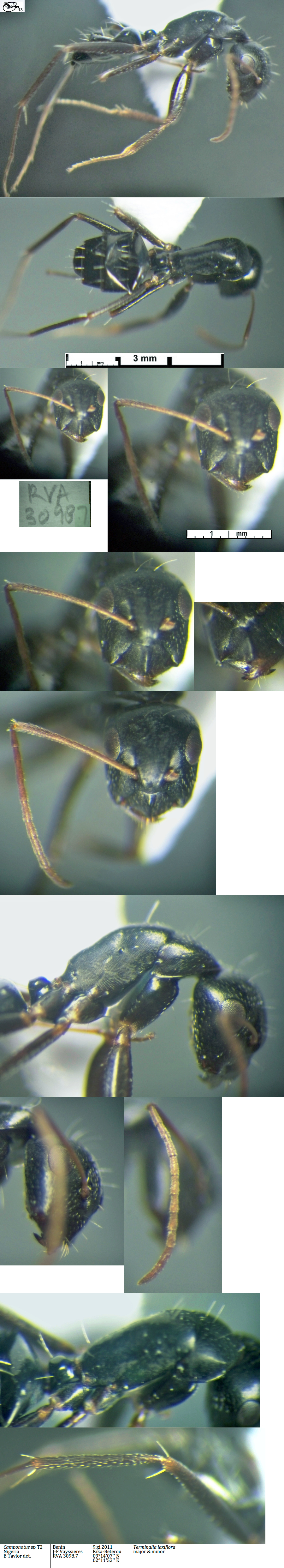 {Camponotus sp T2 minor}