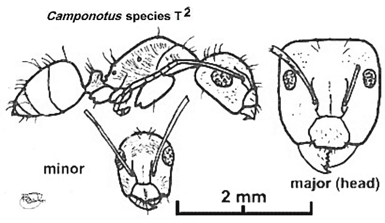 {Campontus (Myrmacrhaphe) sp T2}