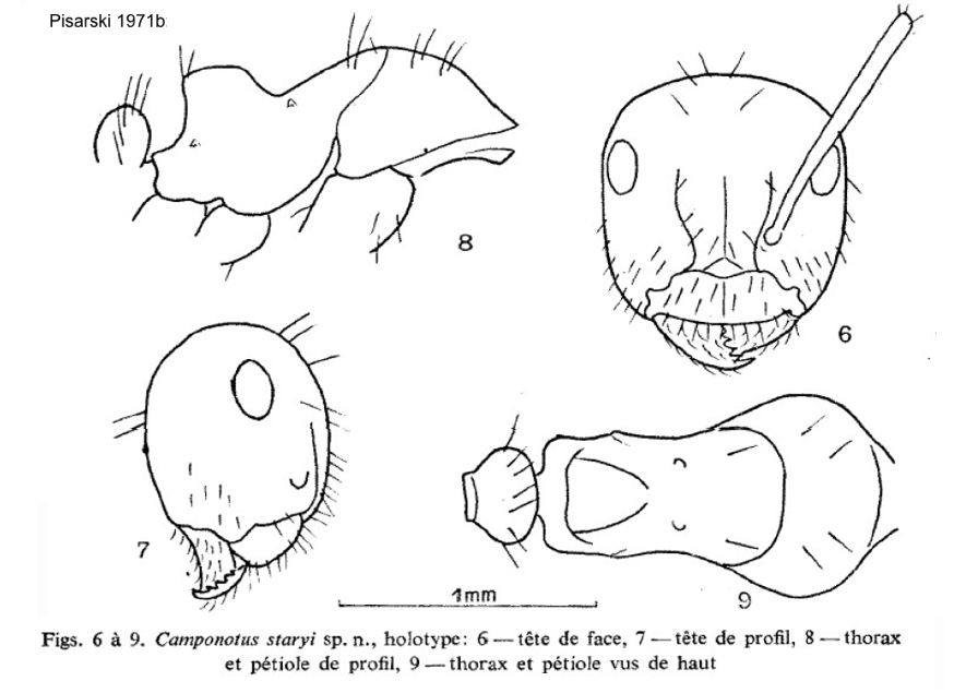 Camponotus staryi