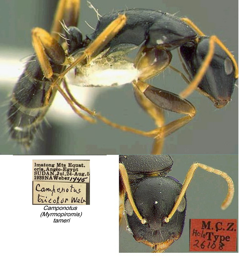 {Camponotus tameri}