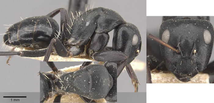 Camponotus tauricollis