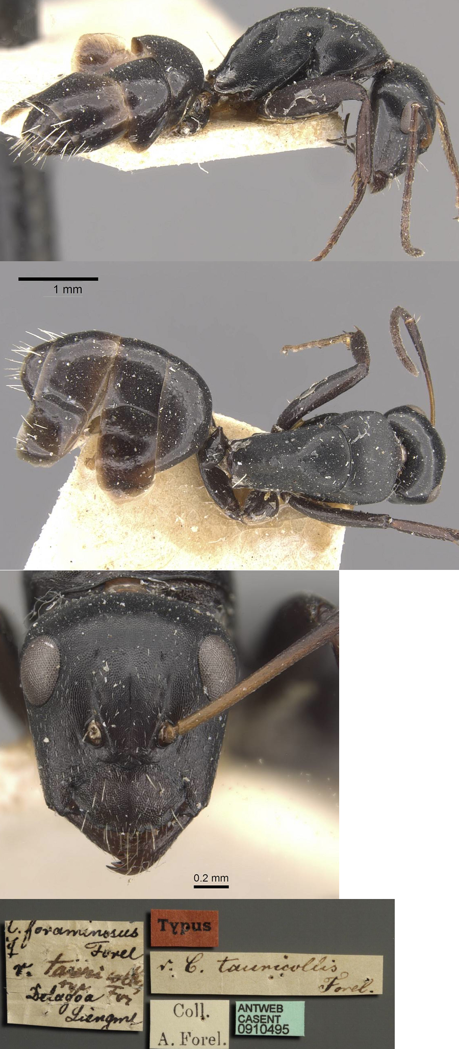 {Camponotus tauricollis minor}