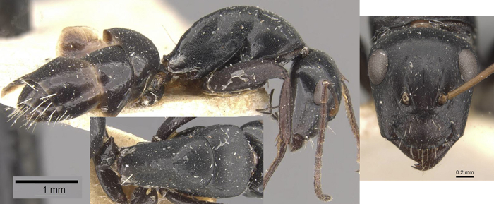 Camponotus tauricollis