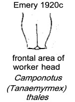 {Camponotus (Tanaemyrmex) thales}